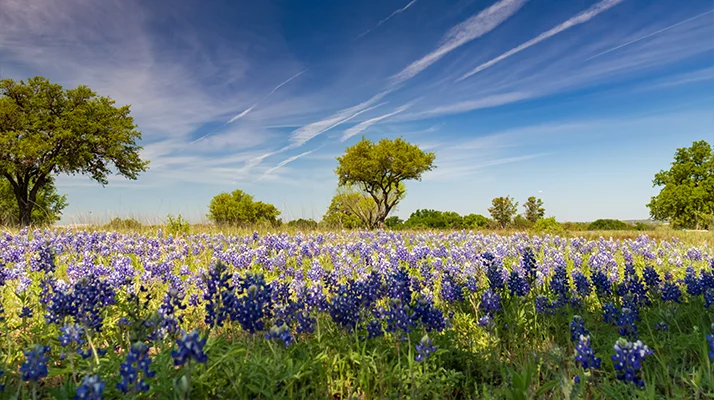 Pain Relief Texas Field Of Bluebonnets Under A Blue Sky